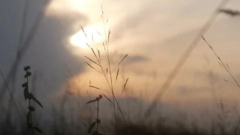 Silhouette view of wild grass with sunset background Stock Footage 333419310