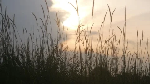 Silhouette view of wild grass with sunset background Stock Footage 333419314