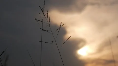 Silhouette view of wild grass with sunset background Stock Footage 333419315