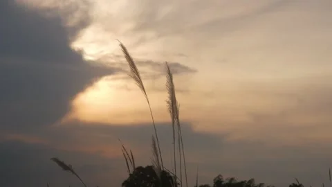 Silhouette view of wild grass with sunset background Stock Footage 333419322