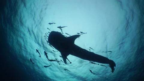Silhouette Whaleshark Stock Footage 158360917