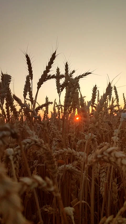 Silhouette wheat ears sky sunset dawn Spikes ripe wheat close-up Vertical Stock Footage 323401473