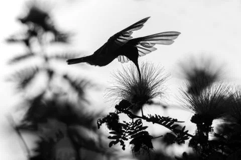 Silhouette of white-necked jacobin hovering next to mimosa flower, bird in fl Stock Photos