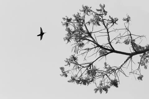 Silhouette of white-necked jacobin hovering next to flower, bird in flight, c Stock Photos