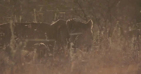 Silhouette wide pan shot of a collared lion wandering the savannah Stock Footage 279042143