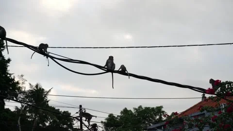 Silhouette of wild monkeys walking on power lines in an urban city Stock-Footage 330767583