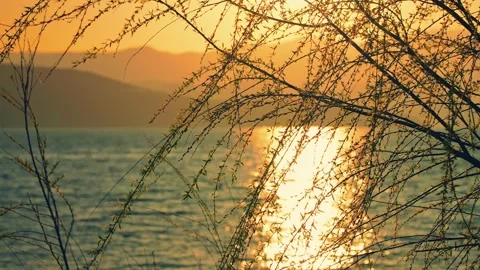 Silhouette of Willow Tree Branches Against Golden Sunset Over Lake and Mountains Stock Footage 331834793
