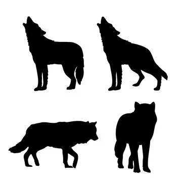 Silhouette of wolf isolated on white. Set of wild wolves in different poses Stock Illustration