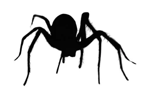 Silhouette of a  wolf spider on a white background Stock Illustration