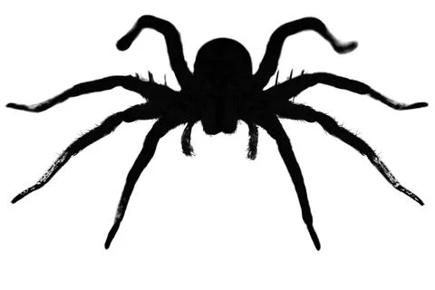 Silhouette of a  wolf spider on a white background Stock Illustration