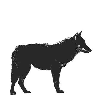 Silhouette of a wolf on a white background. Stock Illustration