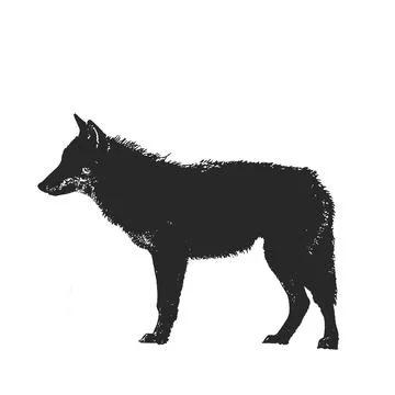 Silhouette of a wolf on a white background. Stock Illustration