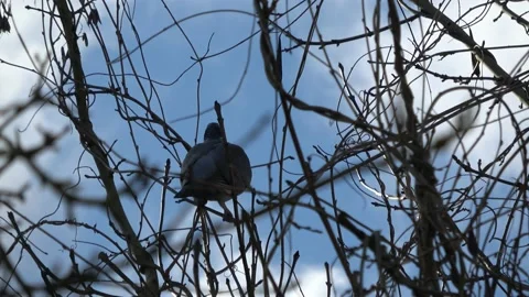 Silhouette Of Woodpigeon In Tree Stock Footage 232828140