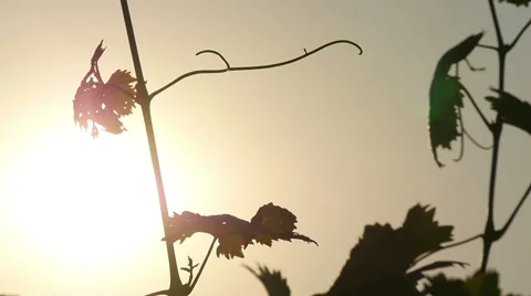 Silhouette Of The Young Grape Leaves Stock-Footage 56402136