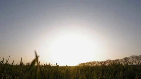 Silhouette of young man in fields Stock Footage 88414040