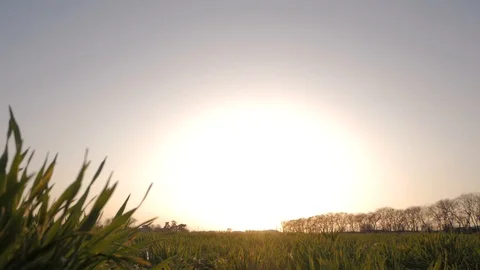 Silhouette of young man in fields Stock Footage 88414053
