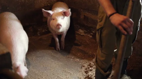 Silhouette of a young slender guy on the background of two pink pigs. The farmer Stock Footage 97956607