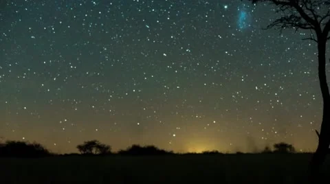Silhouetted Acacia Tree Stock Footage 54226382