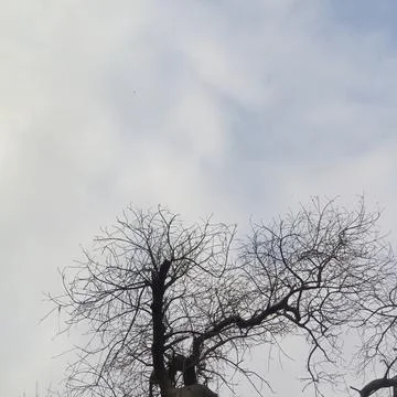 Silhouetted bare leafless branches of tall dormant tree in winter sky Фото