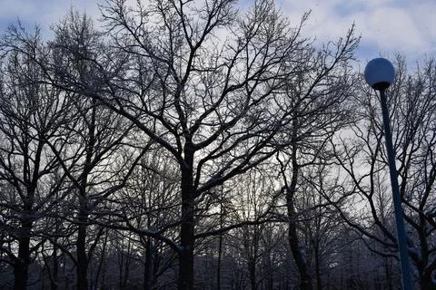 Silhouetted bare oak trees covered in snow at twilight Stock Photos