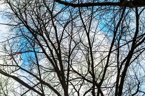 Silhouetted bare tree branches against a bright blue sky with wispy clouds Stock Photos