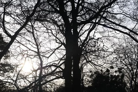 Silhouetted bare tree branches against a bright sky with sun flare Stockfoto's