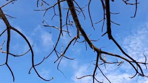 Silhouetted Bare Tree Branches Against Clear Blue Sky Stock Photos