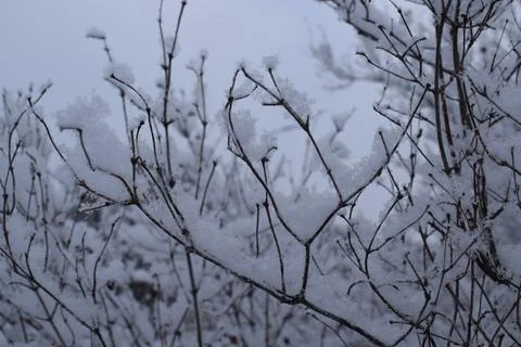 Silhouetted bare tree branches with snow against winter sky Stock Photos