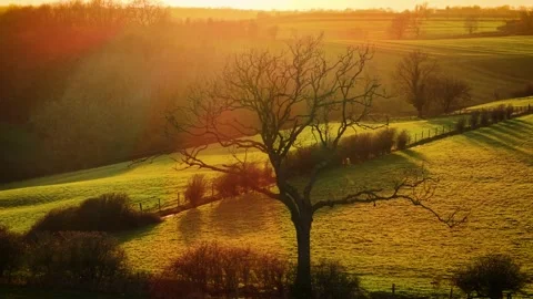 Silhouetted bare tree standing against golden sunset over rolling countryside. Stock Footage 303577214