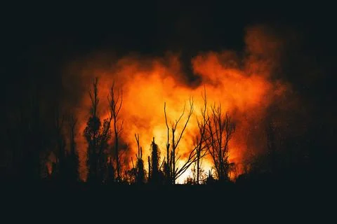 Silhouetted bare trees outlined against intense orange flames and billowing.. Stock Photos