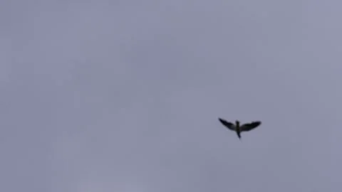 Silhouetted Bird is Flying Stock-Footage 312778599