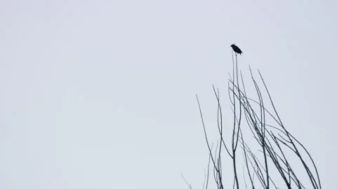 Silhouetted bird jumps off leafless tree branch in winter and takes flight, dusk Видео 242880602