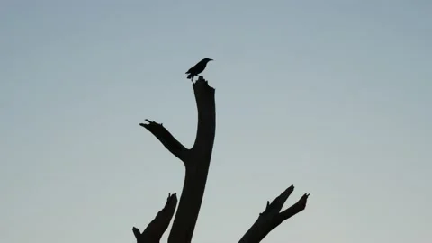 Silhouetted bird perched on a dead tree branch at dusk Stock Footage 150196739