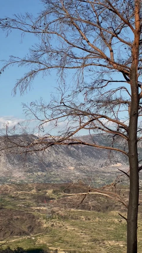 Silhouetted Branches Against a Clear Blue Highland Sky Stock Footage 304883546
