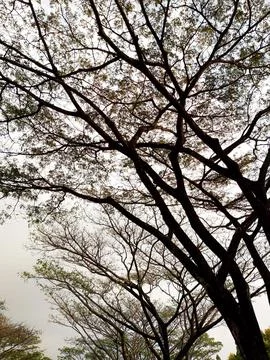 Silhouetted Branches: A Dramatic Skyward View Stock Photos