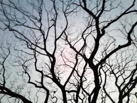 Silhouetted branches of a leafless tree create intricate patterns sky Stock Photos