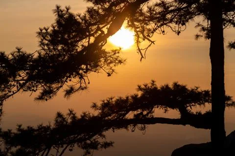 Silhouetted branches of tree with sunset sky. Stock Photos