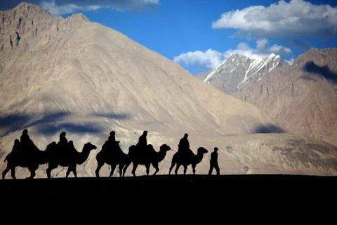 Silhouetted camel 스톡 사진