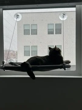 Silhouetted cat in a window perch watching snow fall outside Stock Photos