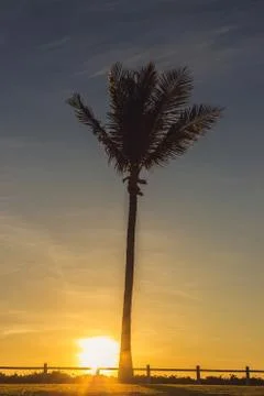 Silhouetted of coconut tree during sunset, Broome Western Australia Stock Photos