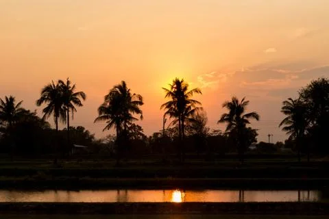 Silhouetted of coconut tree Stock Photos