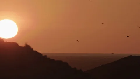 Silhouetted cormorants walking past setting sun Stock Footage 116638013