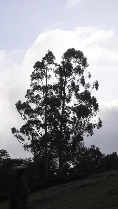Silhouetted Cows Grazing Under Tall Trees Stock Footage 313957791