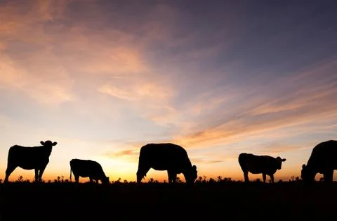 Silhouetted Cows at Sunset Stock Photos
