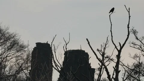 Silhouetted Crow, Bird, On Dead Trees, Castle Ruins Stock Footage