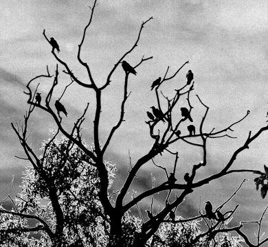 Silhouetted Crows in Bare Tree Stock Photos