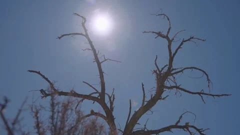 Silhouetted Dead Tree Branches Video stock 341839914