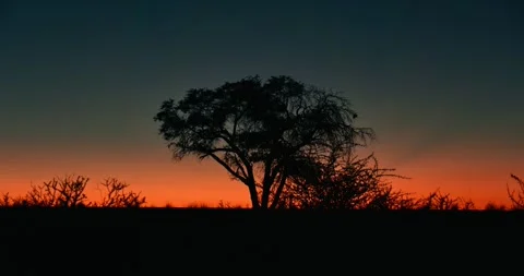Silhouetted Desert Tree at Pre-Sunrise Sky Namibia Stock Footage 321770754