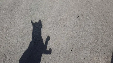 Silhouetted dog running fast in slow motion and jumping to the camera. Stock Footage 123530352