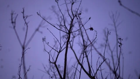 Silhouetted Eagles Flying Over Bare Winter Branches at Dusk Stock Footage 325207821